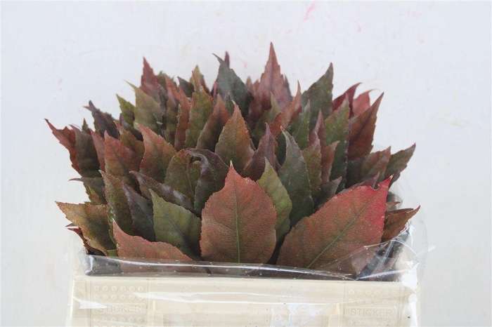 <h4>Aralia Autumn P Stem</h4>