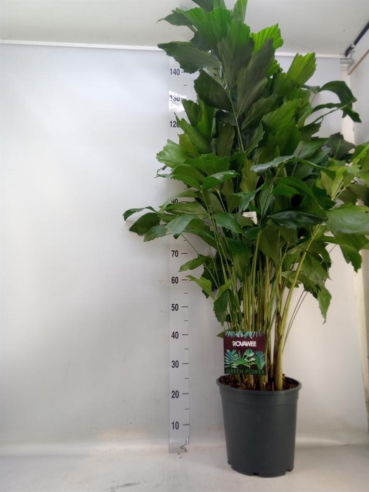 <h4>Caryota mitis</h4>