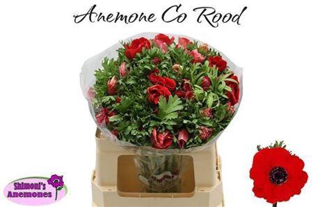 <h4>Anem Co Galil Rood</h4>