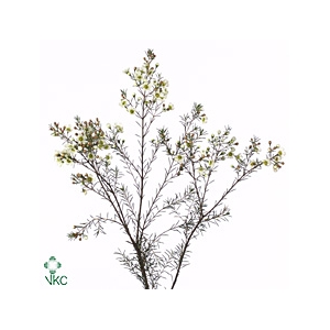 Chamelaucium Ivory Pearl