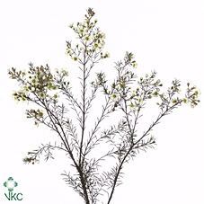 <h4>Chamelaucium Ivory Pearl</h4>