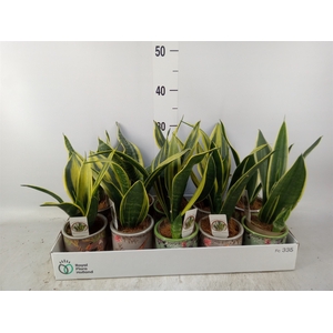 Sansevieria trifa.   ...