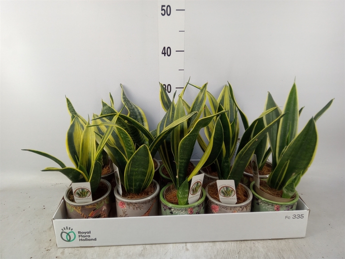<h4>Sansevieria trifa.   ...</h4>