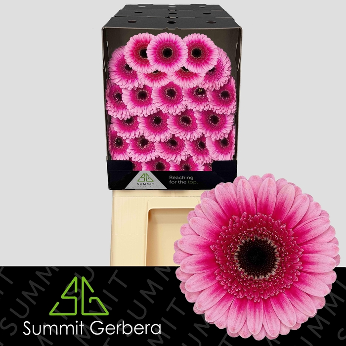 <h4>Germini Isabelle Diamond</h4>