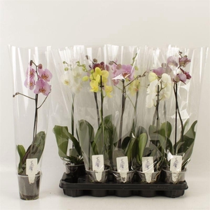 PHAL GEM