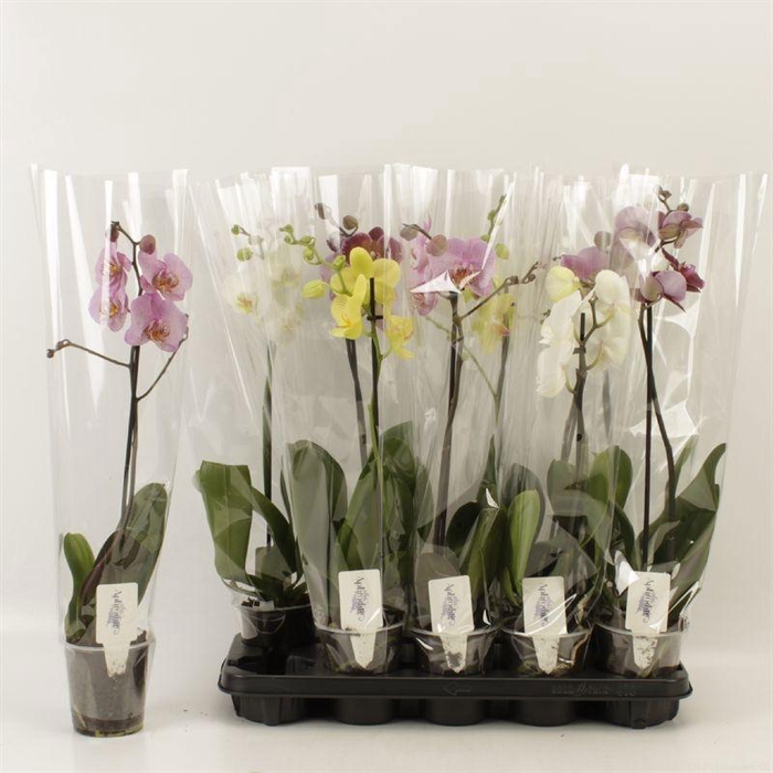<h4>PHAL GEM</h4>