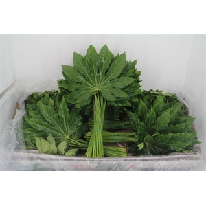 FATSIA JAPONICA BLAD