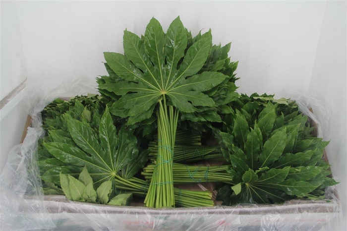 <h4>FATSIA JAPONICA BLAD</h4>