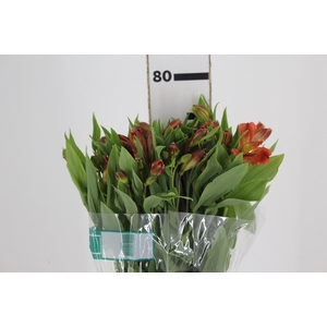 ALSTROEMERIA FLAME 080 CM