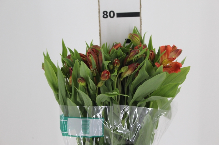 <h4>ALSTROEMERIA FLAME 080 CM</h4>