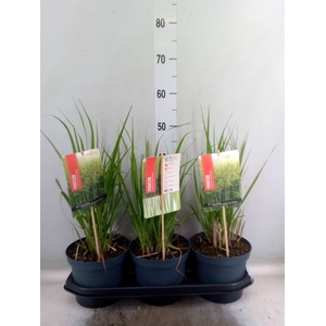 Panicum virgatum