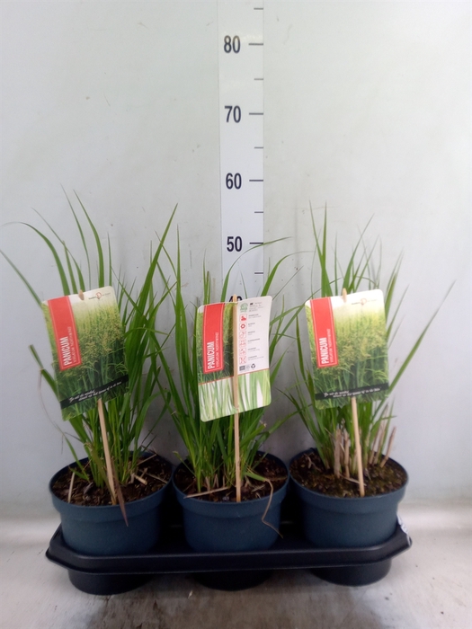 <h4>Panicum virgatum</h4>