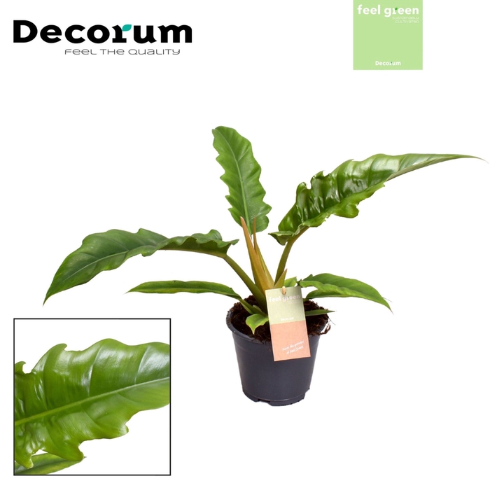 <h4>Philodendron Narrow Escape</h4>