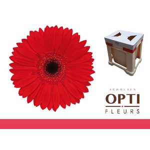 Gerbera Blinddate Water