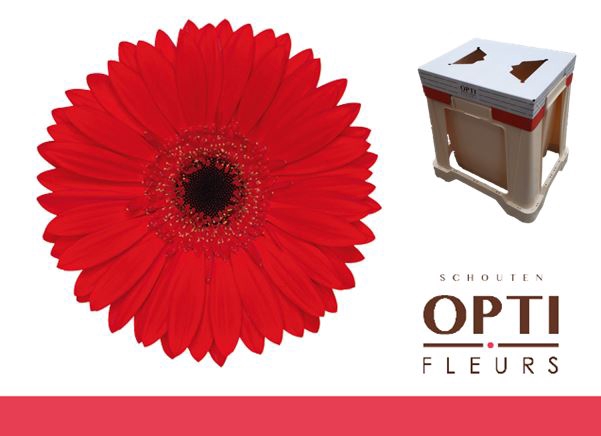 <h4>Gerbera Blinddate Water</h4>