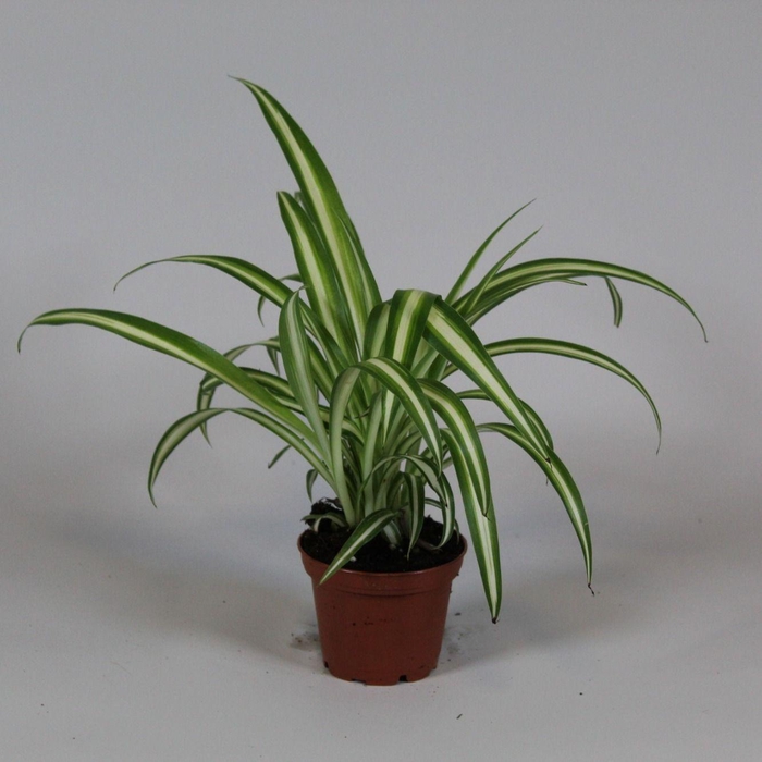 <h4>Chlorophytum variegatum midi</h4>