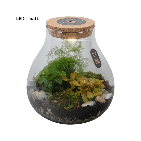 PTTER8113 Arrangement terrarium in glazen terrarium