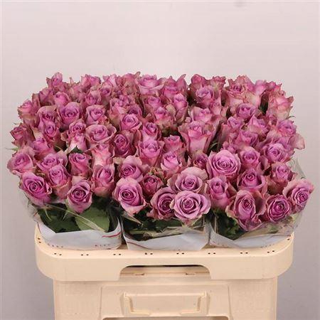 <h4>R Gr Nightingale!</h4>