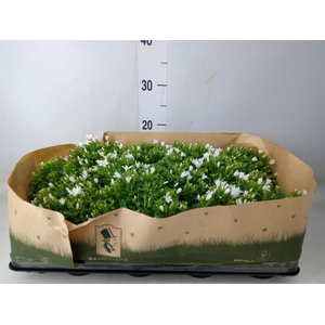 Campanula porten. 'Get Mee'