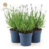 Lavandula Felice
