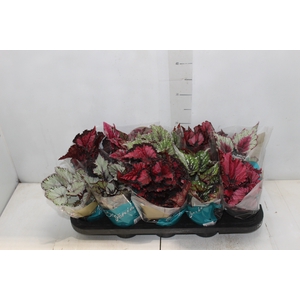 BEGONIA BELEAF P11 PO