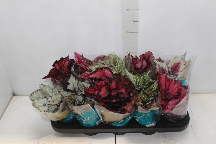 <h4>BEGONIA BELEAF P11 PO</h4>