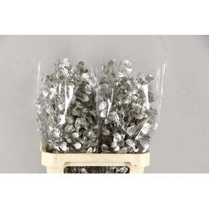 DF Lunaria Bs Platinum
