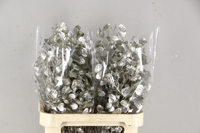 <h4>DF Lunaria Bs Platinum</h4>