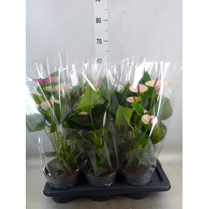 Anthurium andr. 'Laguna'