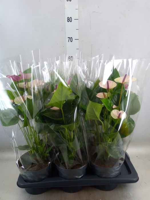<h4>Anthurium andr. 'Laguna'</h4>