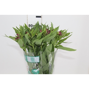 ALSTROEMERIA POMPEII 080 CM