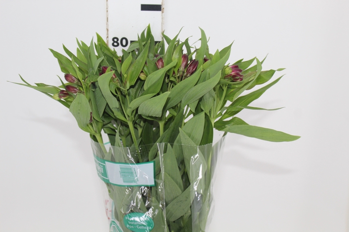 <h4>ALSTROEMERIA POMPEII 080 CM</h4>