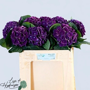 HYDR M ROYAL KING