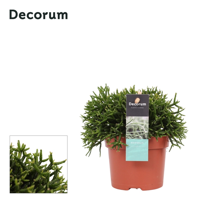 <h4>Hatiora salicornioides 10,5 cm Decorum</h4>