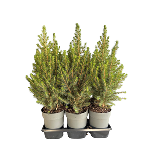 Picea glauca December P15