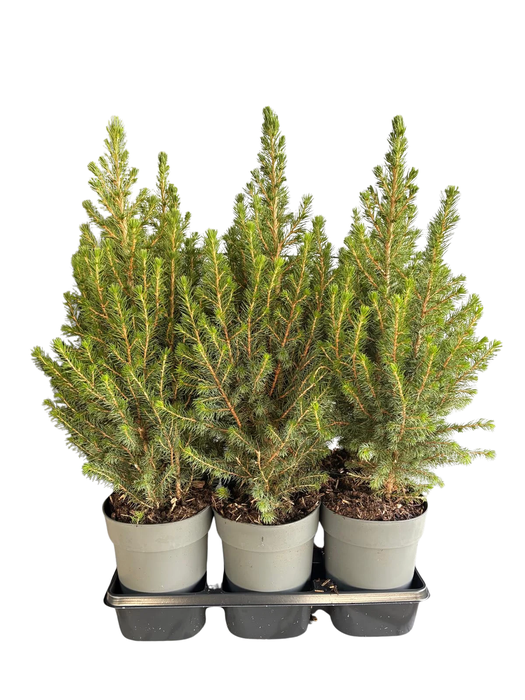 <h4>Picea glauca December P15</h4>