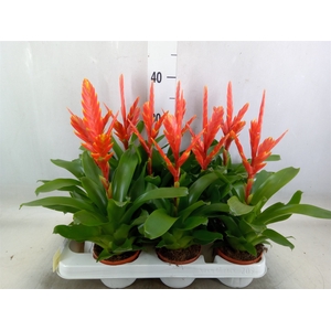 Vriesea  'Sparkle'