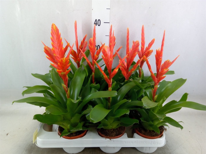<h4>Vriesea  'Sparkle'</h4>