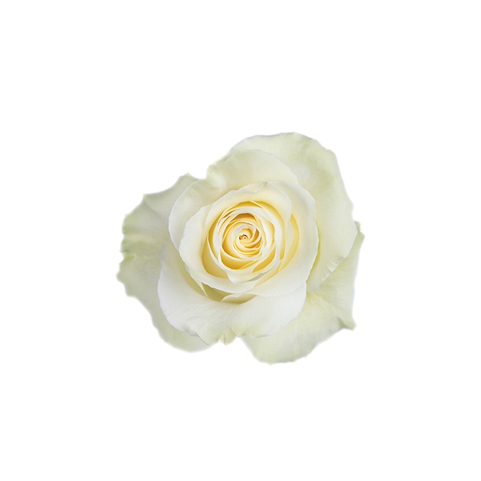 <h4>R GR MONDIAL</h4>