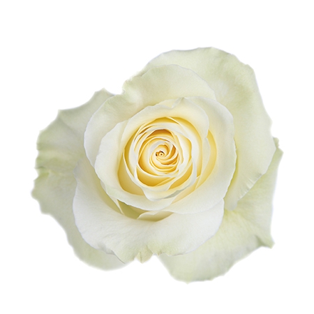 <h4>R GR MONDIAL Tessa</h4>