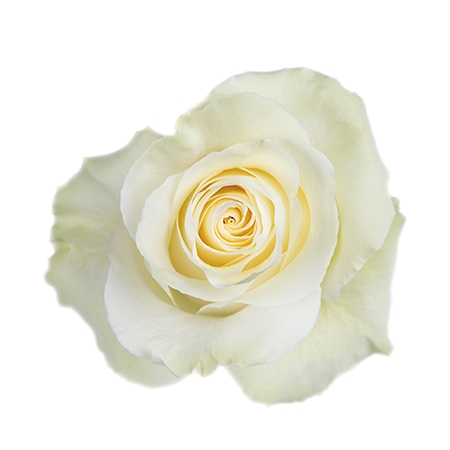 <h4>R GR MONDIAL Tessa</h4>