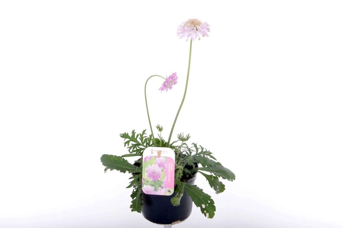 <h4>Scabiosa columbaria Pink Mist</h4>