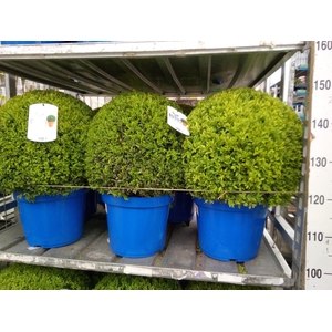 Buxus semp.   ...