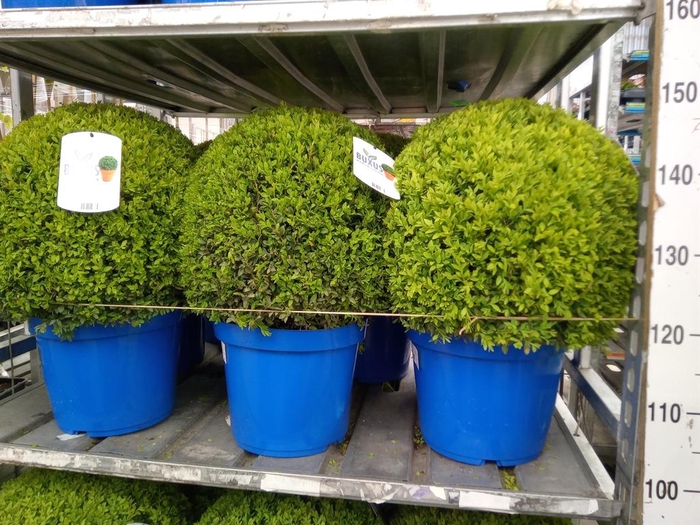 <h4>Buxus semp.   ...</h4>