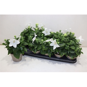Platyco Gr Astra Whi