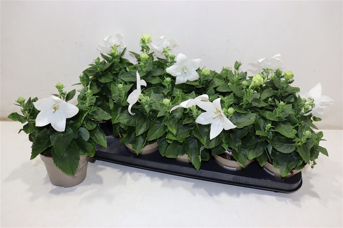 <h4>Platyco Gr Astra Whi</h4>