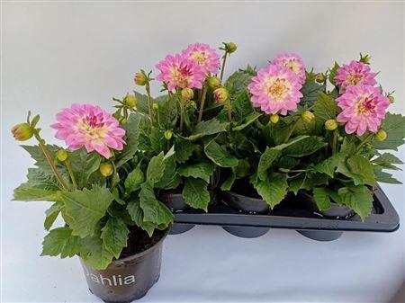 <h4>Dahlia (Miscellaneous Grp) 'Baldaxink'</h4>