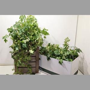 Cissus Rh Ellen Dan