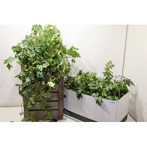 Cissus Rh Ellen Dan
