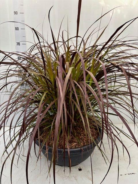 <h4>IMPE CY RED BARON</h4>